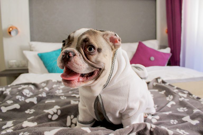 Hunde im Hotel Hauser sind willkommen